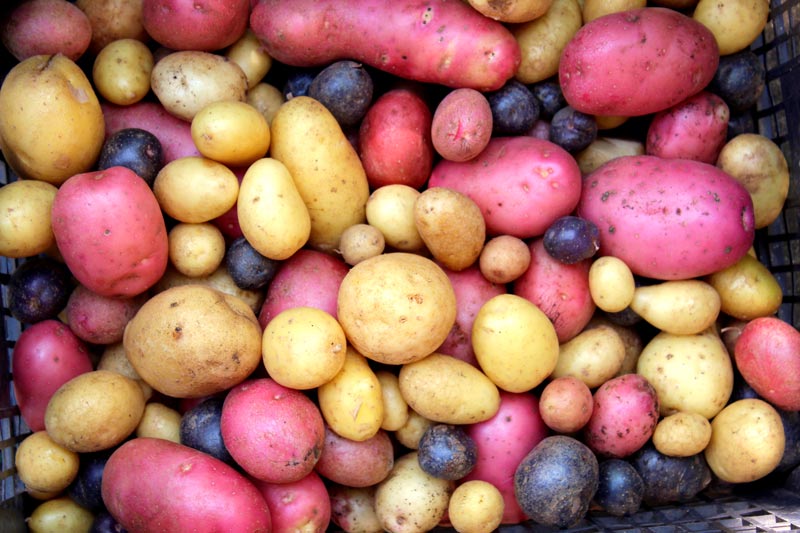 Mixed Potato Samen for Gemüse Planting.