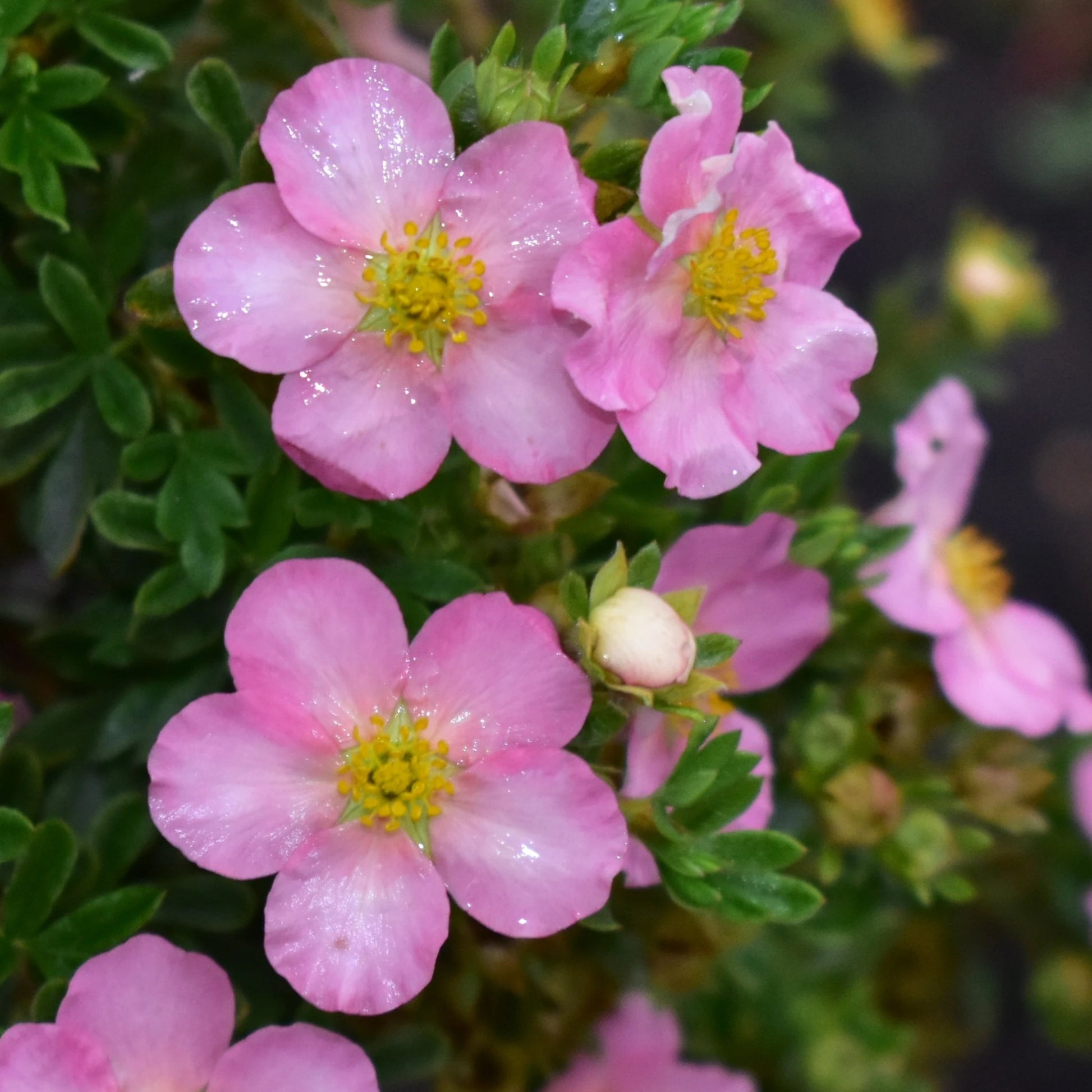 Rosa Cinquefoil Blumensamen zur Aussaat – robust Sorte – Traditionssorte & ohne Gentechnik Samen Hausgarten
