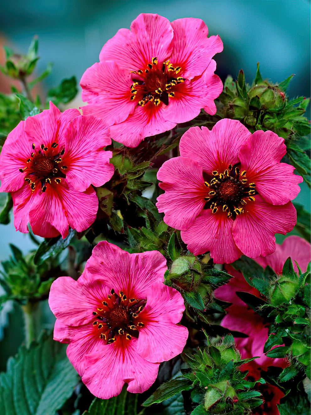 Rosa Cinquefoil Blumensamen zur Aussaat – robust Sorte – Traditionssorte & ohne Gentechnik Samen Hausgarten