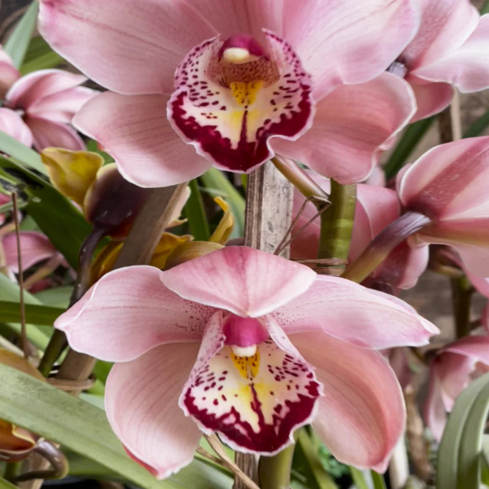 Cymbidium Faberi Blumensamen zur Aussaat Anzucht Traditionssorte & ohne Gentechnik Samen Hausgarten