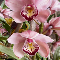 Cymbidium Faberi Blumensamen zur Aussaat Anzucht Traditionssorte & ohne Gentechnik Samen Hausgarten