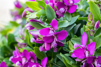 Polygala Myrtifolia Blumensamen zur Aussaat – robust Sorte – Traditionssorte & ohne Gentechnik Samen Hausgarten