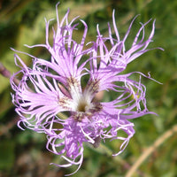 Nelke Superbus Blumensamen zur Aussaat Wildblume Mischung Traditionssorte & ohne Gentechnik Samen Hausgarten