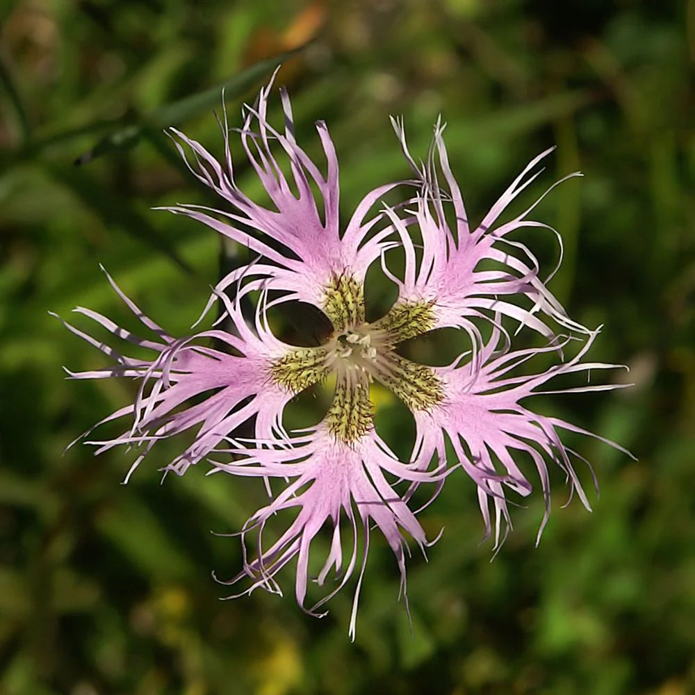 Nelke Superbus Blumensamen zur Aussaat – lang Blüte Saison – Traditionssorte & ohne Gentechnik Samen Hausgarten