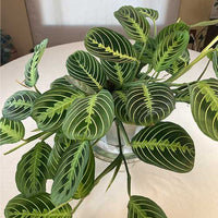 Maranta Leuconeura – Blumensamen zur Aussaat – kompakt Wuchs – Traditionssorte & ohne Gentechnik Samen Hausgarten