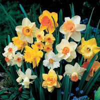 Non gmo premium mixed daffodil samen