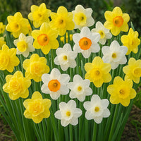 Ornamental premium mixed daffodil flowering pflanze