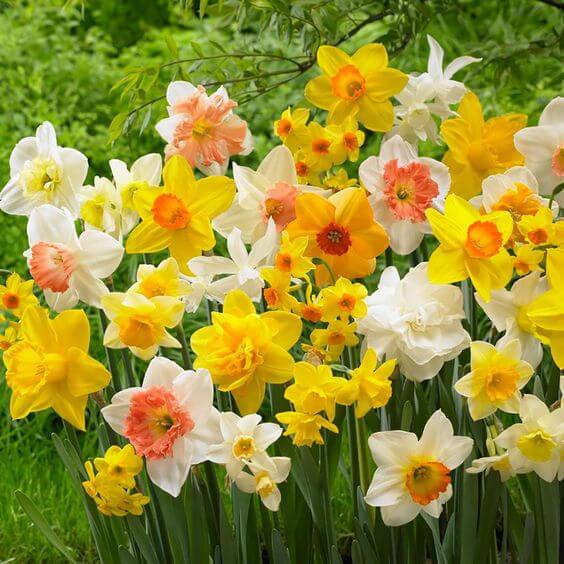 Premium mixed daffodil in outdoor garten
