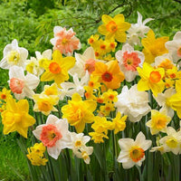 Premium mixed daffodil in outdoor garten