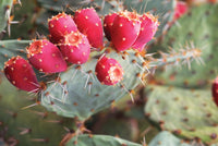 Rosa Opuntia Fruchtsamen zur Aussaat – farbenfroh Schau – Traditionssorte & ohne Gentechnik Samen Hausgarten