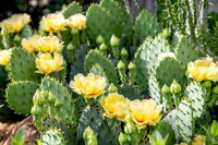 Prickly pear gelb cactus pflanzen