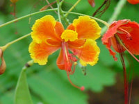 Barbados Blumensamen zur Aussaat ideal Rabatten Traditionssorte & ohne Gentechnik Samen Hausgarten