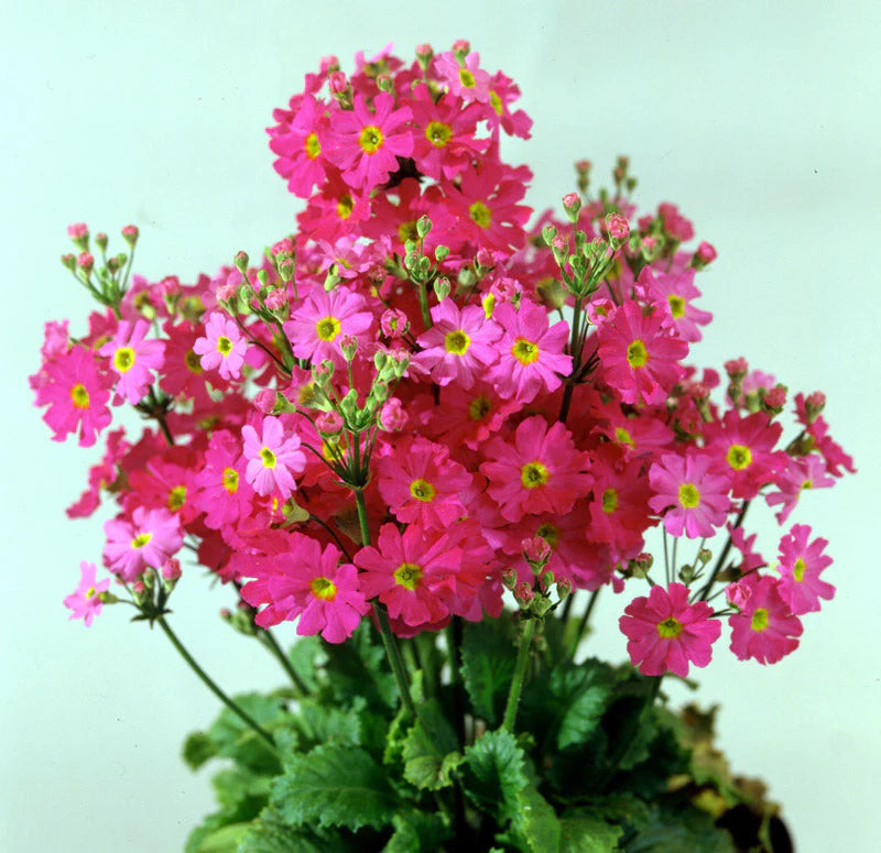 Variedad tradicional de prímula malacoides, semillas de flores para sembrar, ideal para parterres; variedad tradicional y sin ingeniería genética, semillas para el jardín doméstico