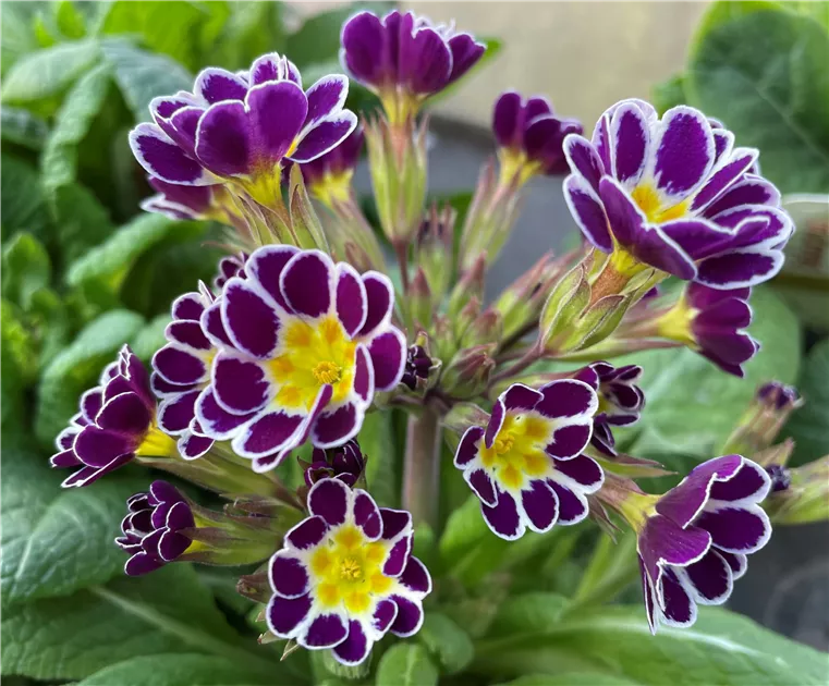 dunkel Lila Schlüsselblume Blumensamen zur Aussaat saisonal Dauerblüher Traditionssorte & ohne Gentechnik Samen Hausgarten