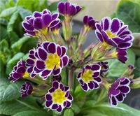 dunkel Lila Schlüsselblume Blumensamen zur Aussaat saisonal Dauerblüher Traditionssorte & ohne Gentechnik Samen Hausgarten