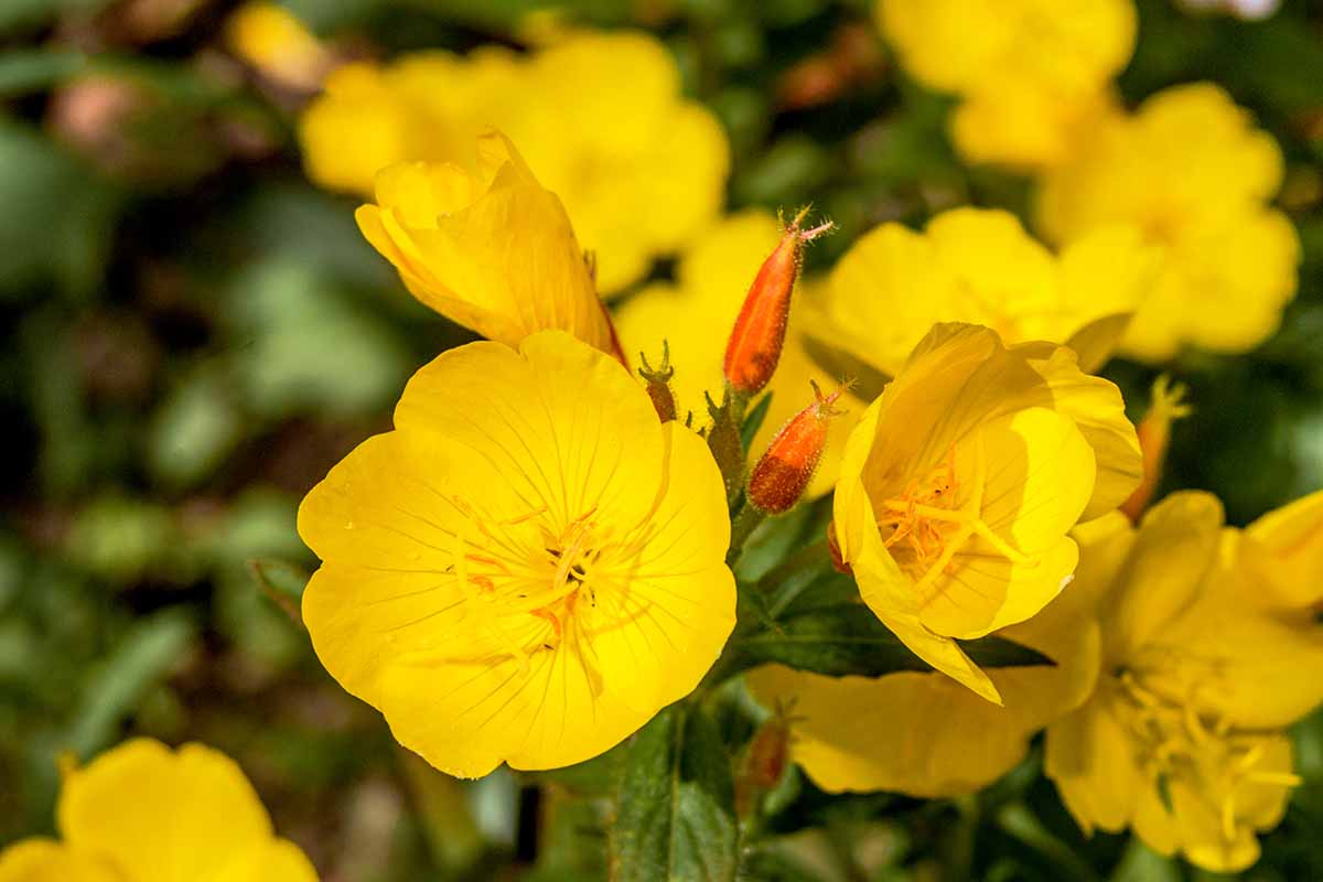 Non gmo gelb primrose samen