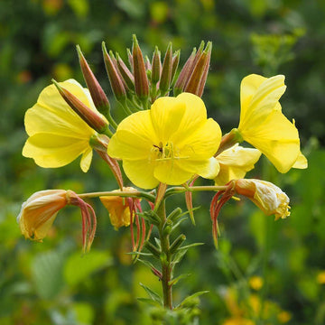 Gelb primrose samen for anpflanzung