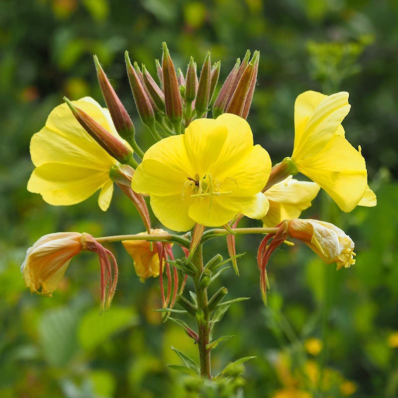 Gelb primrose samen for anpflanzung
