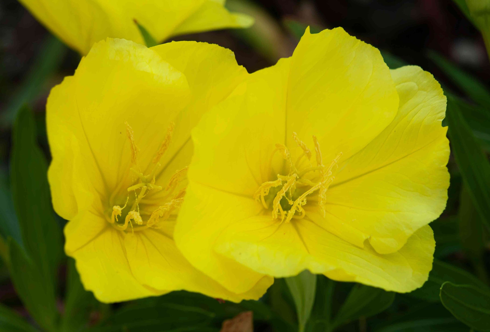 Gelb primrose flowering samen for gardens