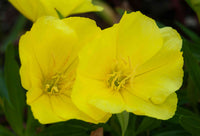 Gelb primrose flowering samen for gardens