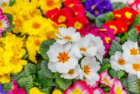 Traditionssorte Polyanthus Blumensamen zur Aussaat Wildblume Mischung Traditionssorte & ohne Gentechnik Samen Hausgarten