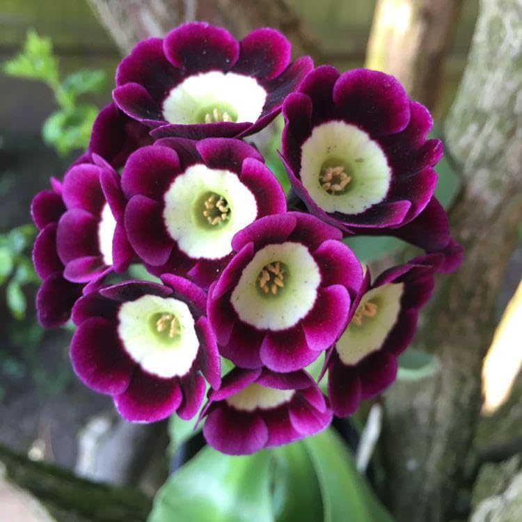 Non-gmo primula auricula samen