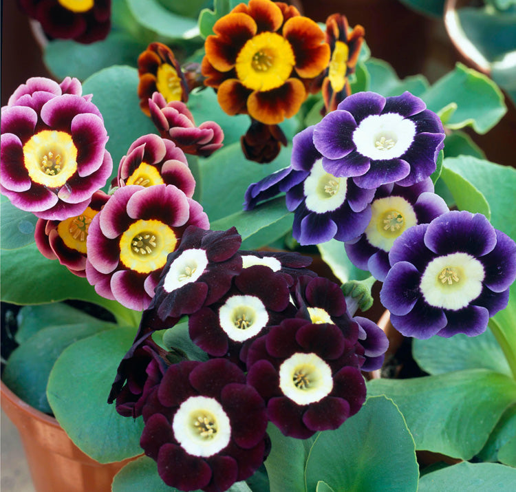 Ornamental auricula primrose schwarz flowering pflanze