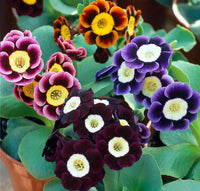 Ornamental auricula primrose schwarz flowering pflanze