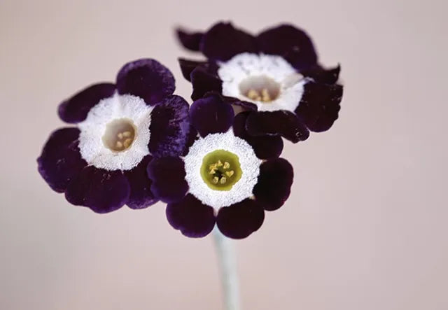 Potted primula auricula schwarz pflanze