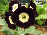 Primula auricula schwarz blume samen for anpflanzung