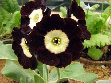 Primula auricula schwarz blume samen for anpflanzung