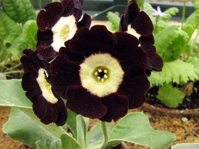 Primula auricula schwarz blume samen for anpflanzung