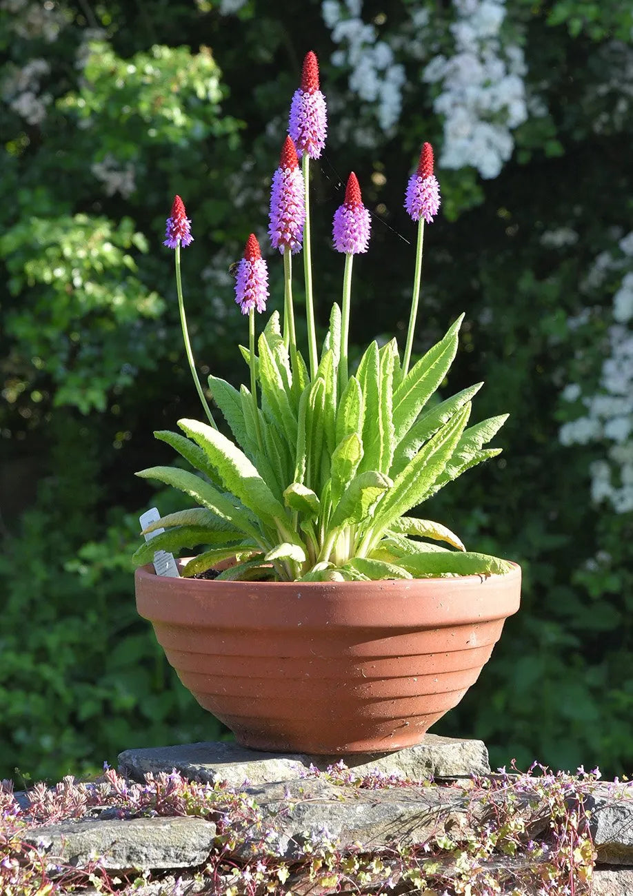 Primula vialii blume spike samen for gardens