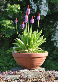 Primula vialii blume spike samen for gardens