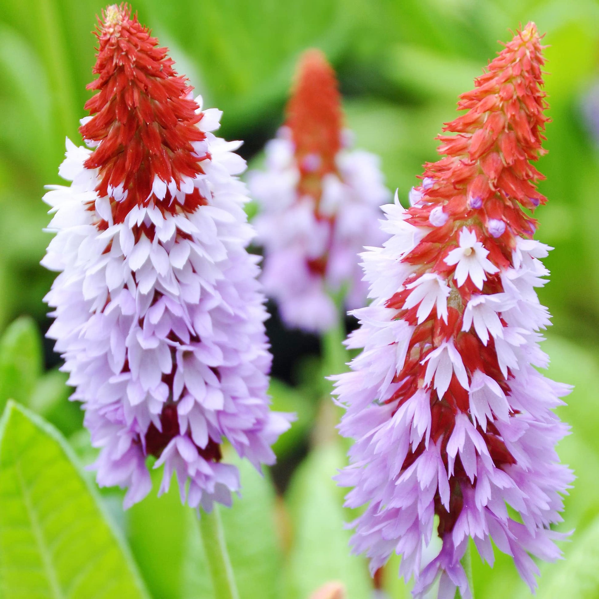 Non gmo primula vialii anpflanzung samen