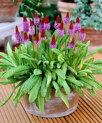 Ornamental primula vialii samen for landscape anpflanzung