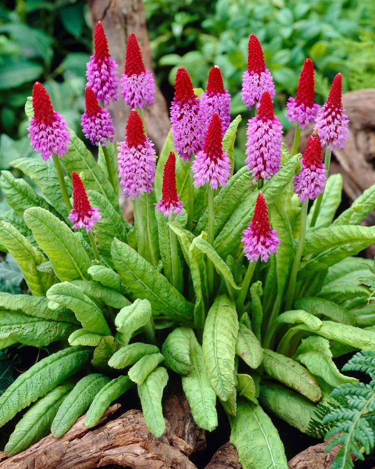 Rot lila primula vialii samen for anpflanzung