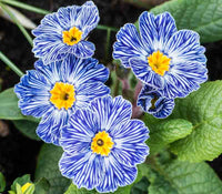 Blau Zebra Primel Blumensamen zur Aussaat – kompakt Wuchs – Traditionssorte & ohne Gentechnik Samen Hausgarten