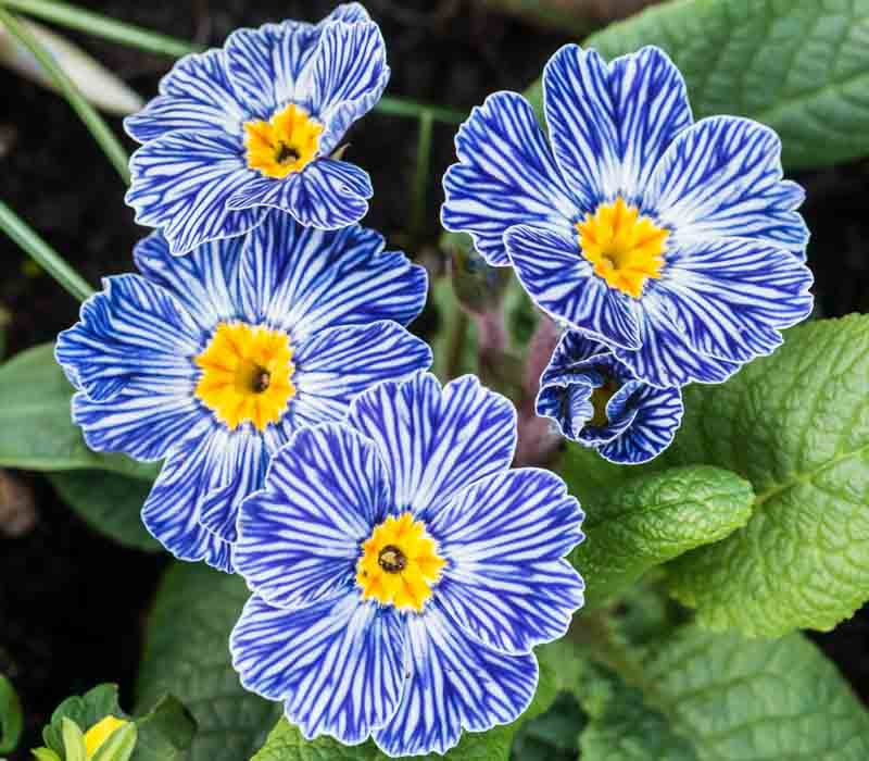 Blau Zebra Primel Blumensamen zur Aussaat – kompakt Wuchs – Traditionssorte & ohne Gentechnik Samen Hausgarten