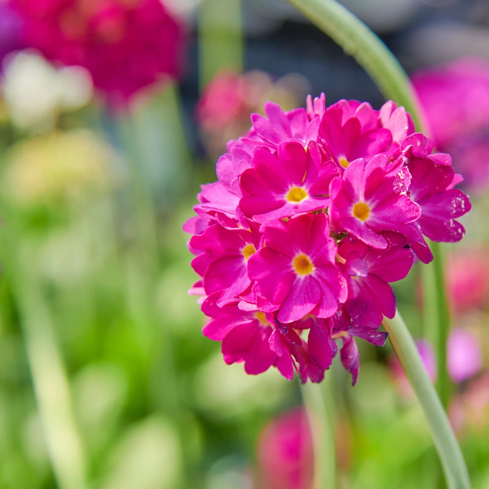 hell Rosa Schlüsselblume Blumensamen zur Aussaat sonnenliebend Traditionssorte & ohne Gentechnik Samen Hausgarten