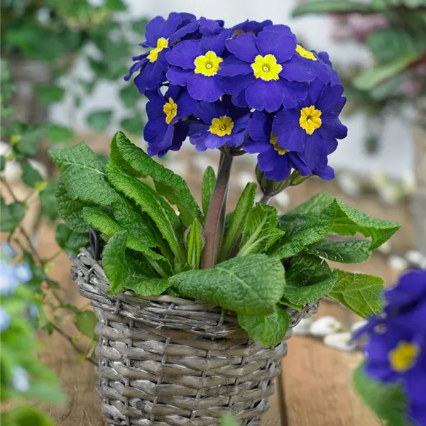 Blau Gelb Schlüsselblume Blumensamen zur Aussaat – duftend Blüten – Traditionssorte & ohne Gentechnik Samen Hausgarten
