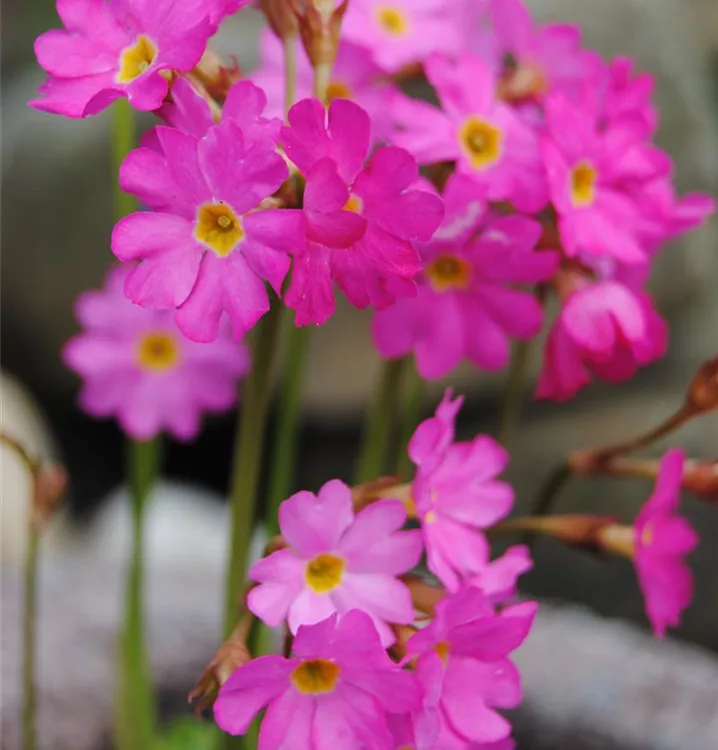 Himalayan Schlüsselblume Blumensamen zur Aussaat hochwertige Qualitäts- Traditionssorte & ohne Gentechnik Samen Hausgarten