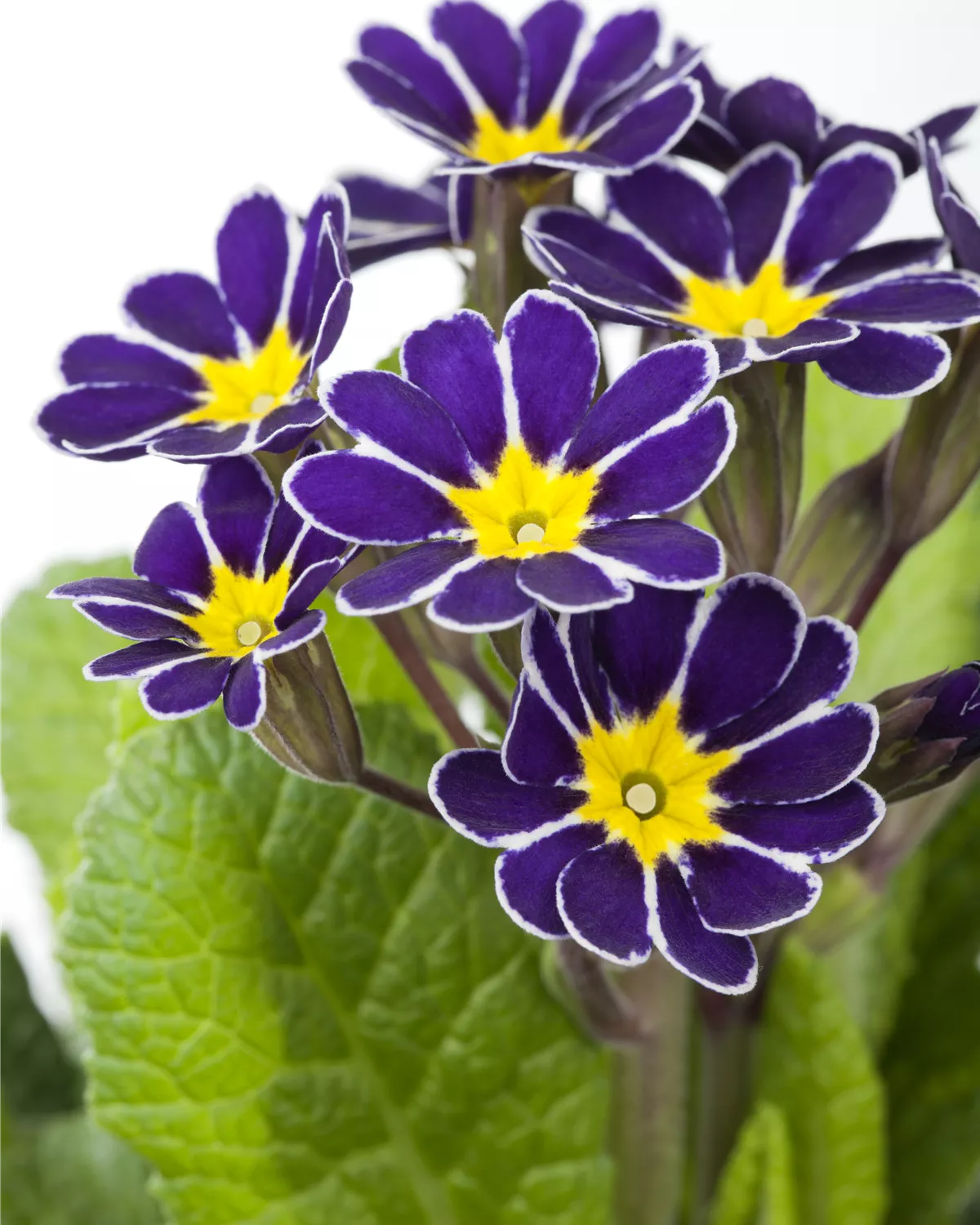 Blau Gelb Schlüsselblume Blumensamen zur Aussaat – duftend Blüten – Traditionssorte & ohne Gentechnik Samen Hausgarten