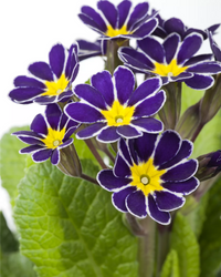 Blau Gelb Schlüsselblume Blumensamen zur Aussaat – duftend Blüten – Traditionssorte & ohne Gentechnik Samen Hausgarten