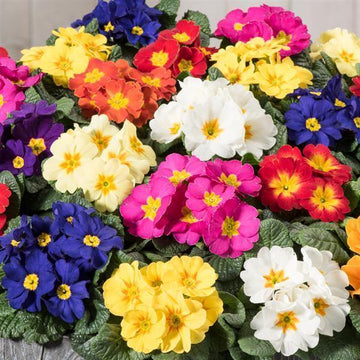 Gemischt Primel Blumensamen – Wildblume Mischung Traditionssorte & ohne Gentechnik Samen zur Aussaat Haus Gärten