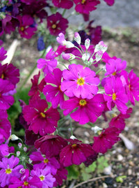 Primel Blumensamen zur Aussaat – lang Blüte Saison – Traditionssorte & ohne Gentechnik Samen Hausgarten
