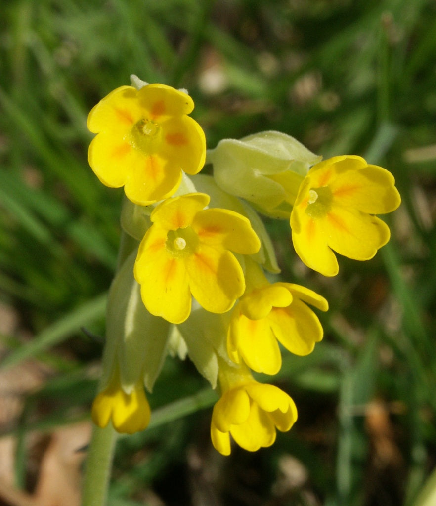 Clear Schlüsselblume Samen Gelb Blumen