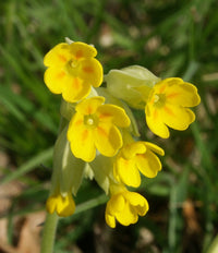 Clear Schlüsselblume Samen Gelb Blumen