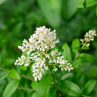 Weiß privet blume samen for anpflanzung - colorful display, heirloom & gmo free samen for home garten
 
 sale for anpflanzung in home garten.