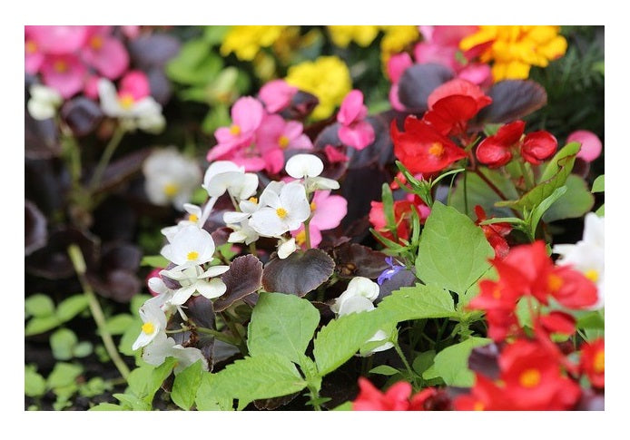 Gemischt Begonie Blumensamen zur Aussaat – Drought verträglich – Traditionssorte & ohne Gentechnik Samen Hausgarten